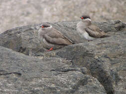 Image of Rock Pratincole