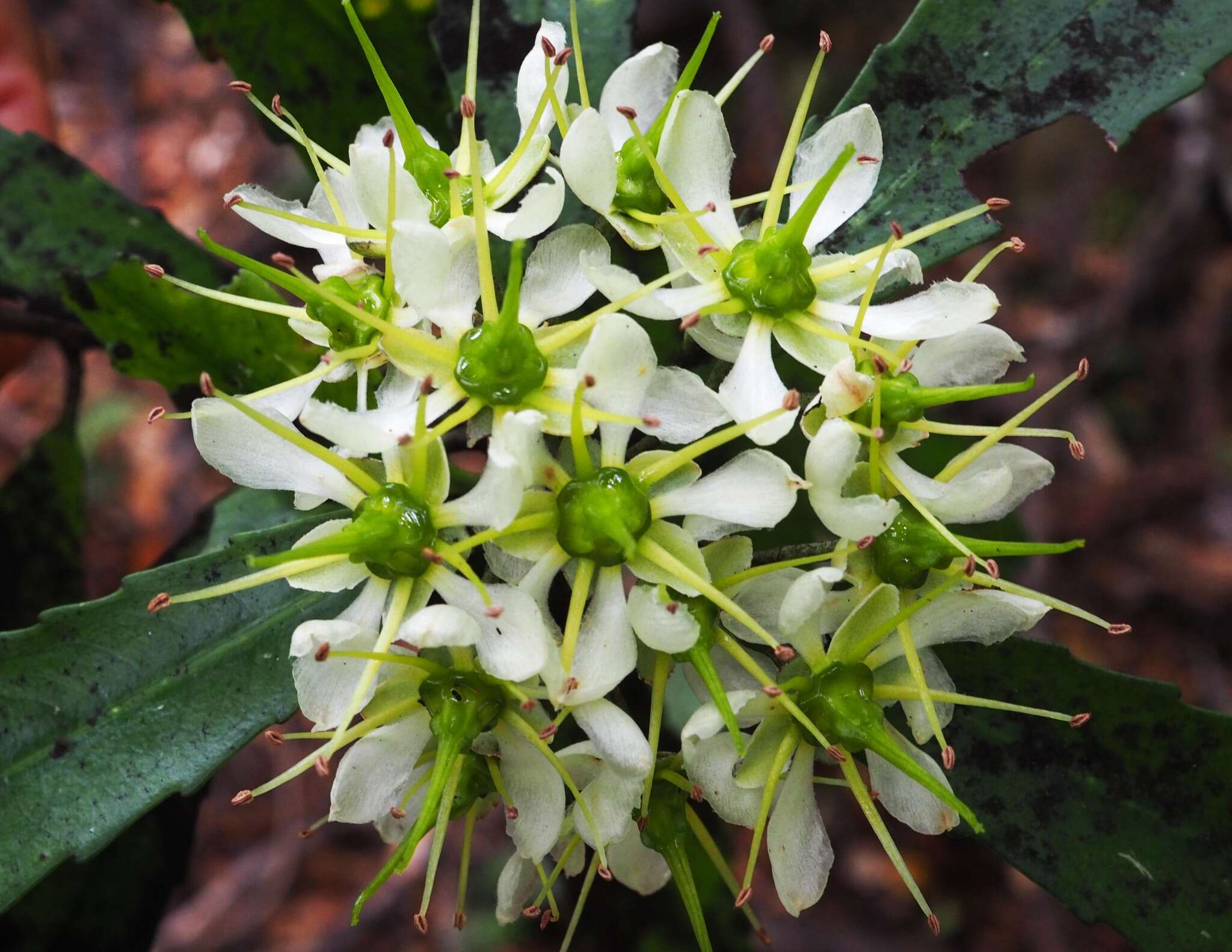 Image of Strasburgeriaceae