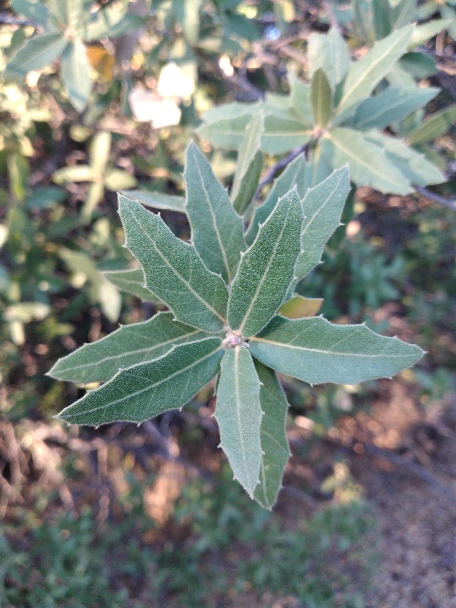 Image of Quercus peninsularis Trel.