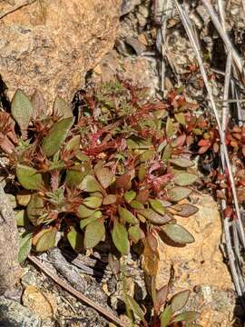 Image of Chorizanthe aphanantha