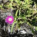 Carpobrotus deliciosus (L. Bol.) L. Bol. resmi