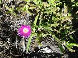 Image of Carpobrotus deliciosus (L. Bol.) L. Bol.