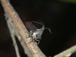 Image of Elaphiceps cervus Buckton