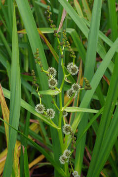 Image of Branched Bur-reed