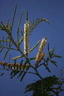 Image of catechu tree