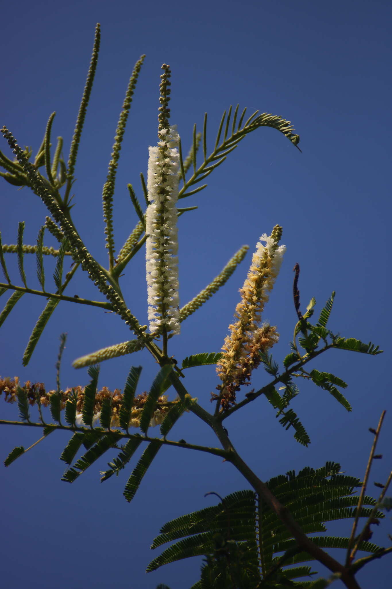 Image of catechu tree