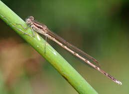 Image of Common Winter Damsel