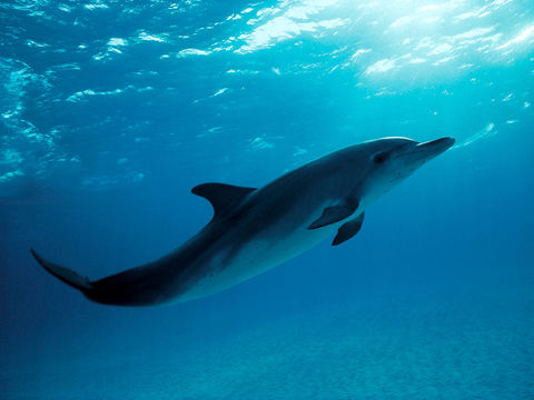 Image of Atlantic Spotted Dolphin