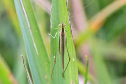 Слика од Conocephalus (Anisoptera) fasciatus (De Geer 1773)