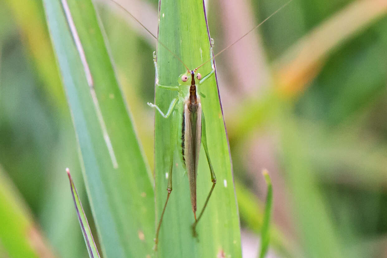 Слика од Conocephalus (Anisoptera) fasciatus (De Geer 1773)