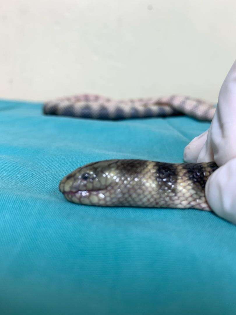 Image of Annulated Sea Snake