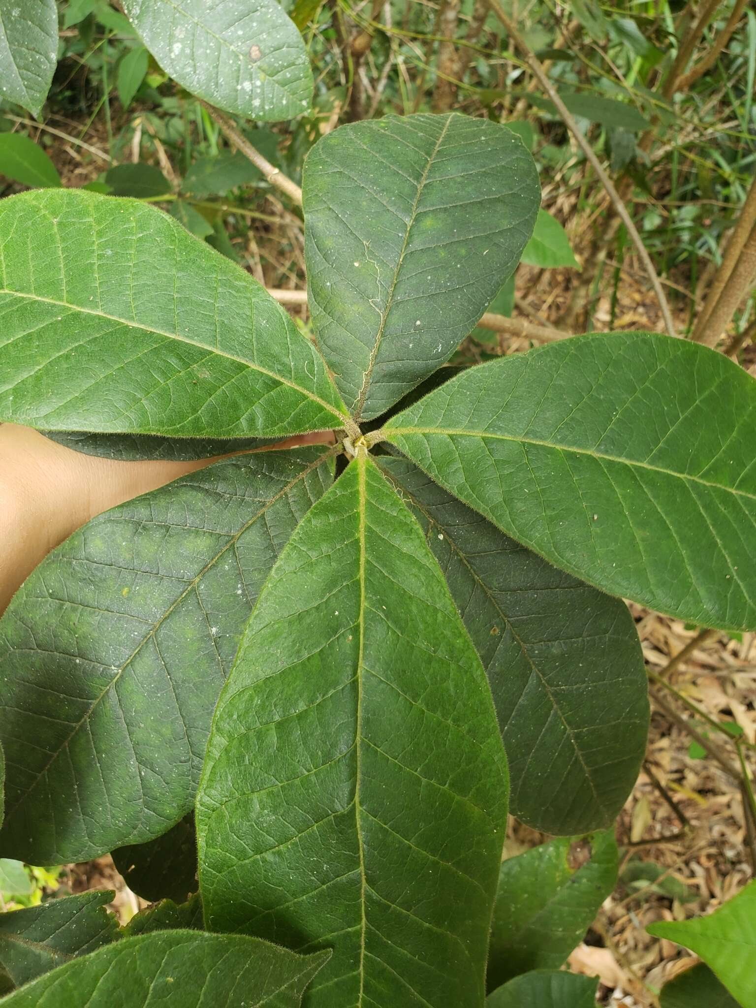 Alstonia muelleriana Domin的圖片