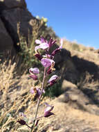 Image of Cutler's jewelflower