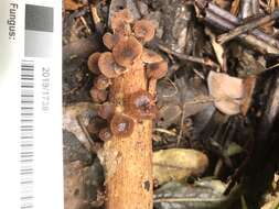 Image of Gymnopus ceraceicola J. A. Cooper & P. Leonard 2013