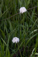 Image de Linaigrette dense