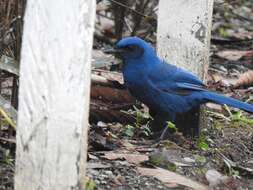 Image of Unicolored Jay