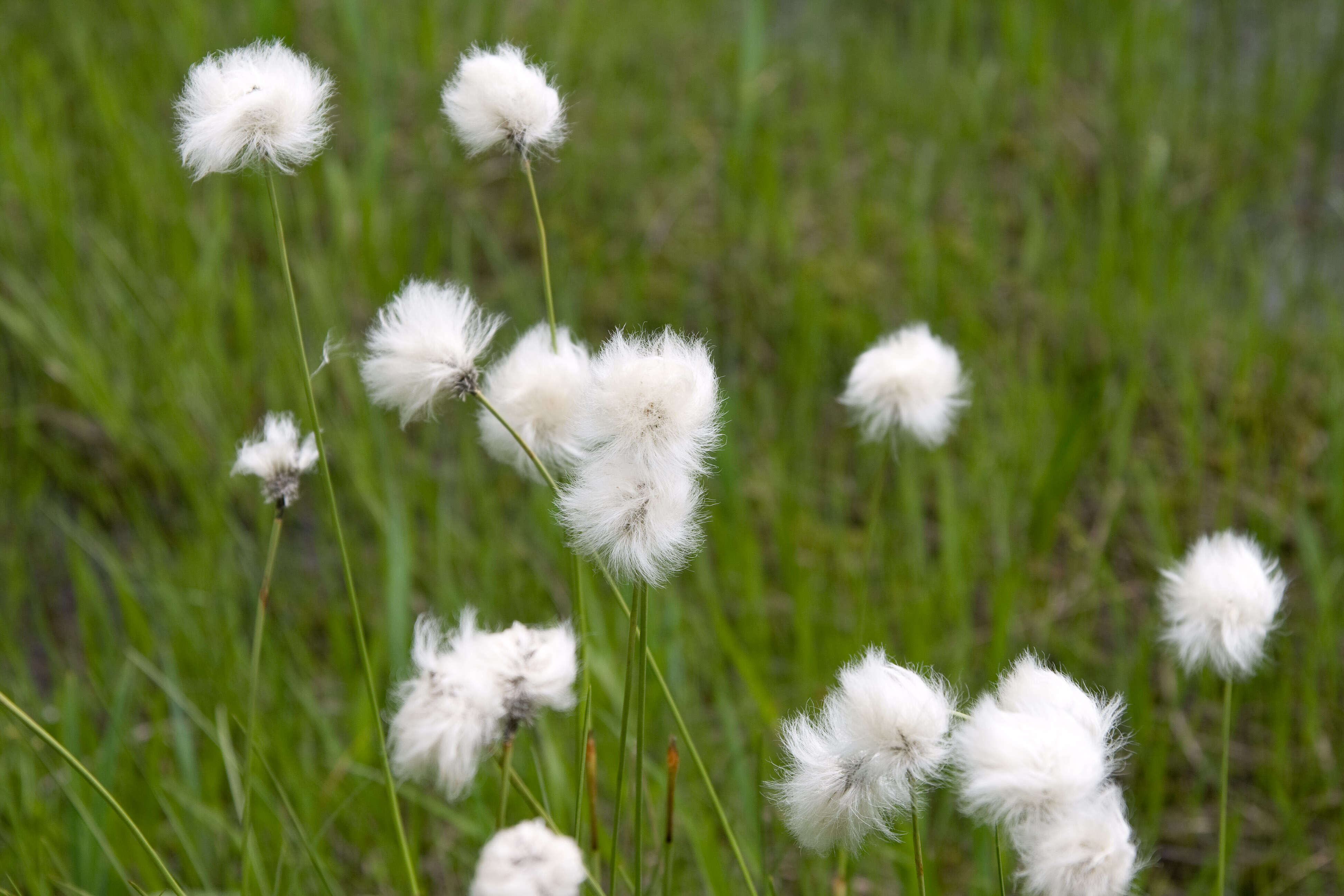 Image de Linaigrette dense