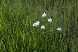 Image de Linaigrette dense