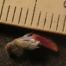 Image of Pultenaea dentata Labill.