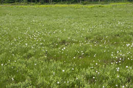 Image de Linaigrette dense