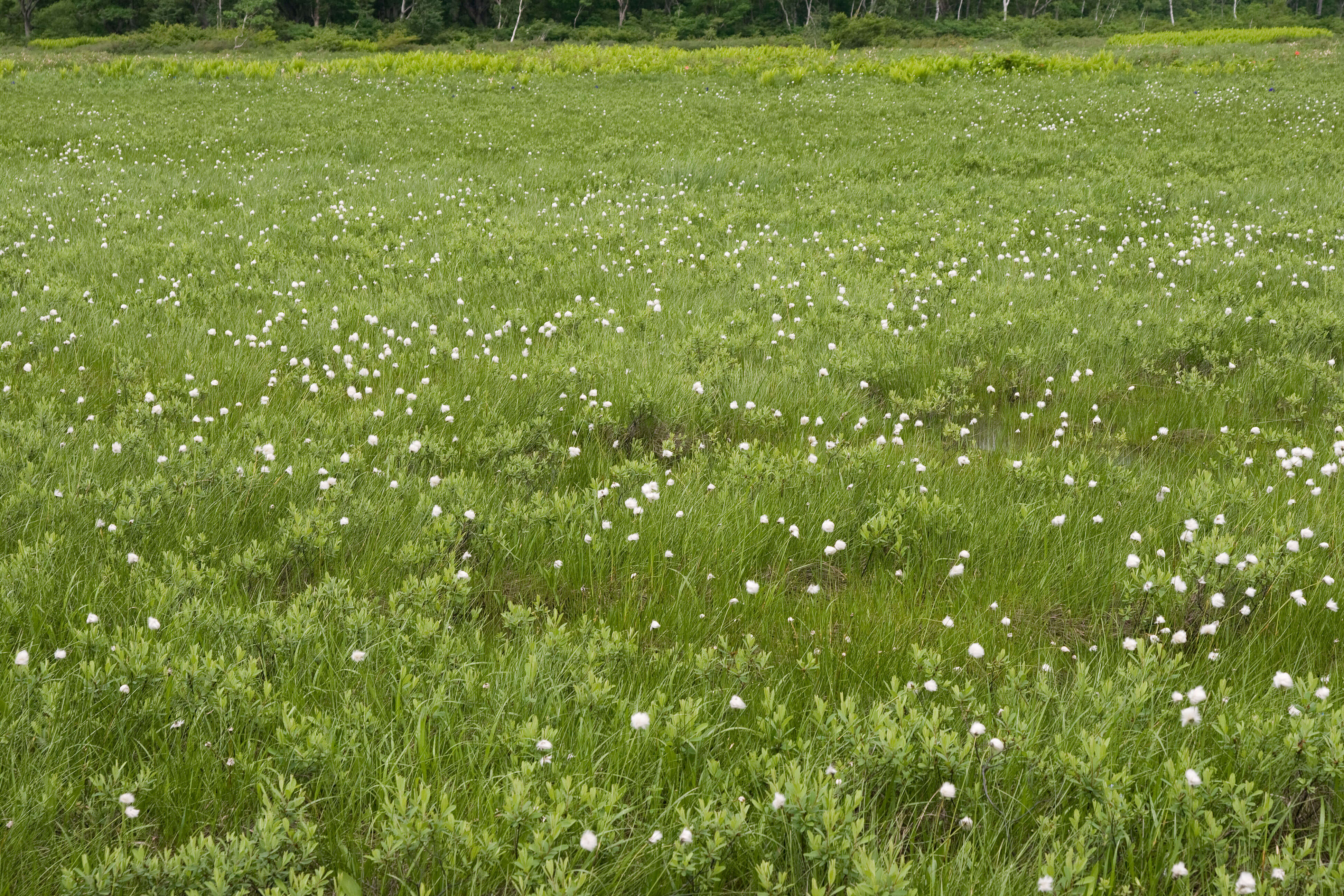 Image de Linaigrette dense