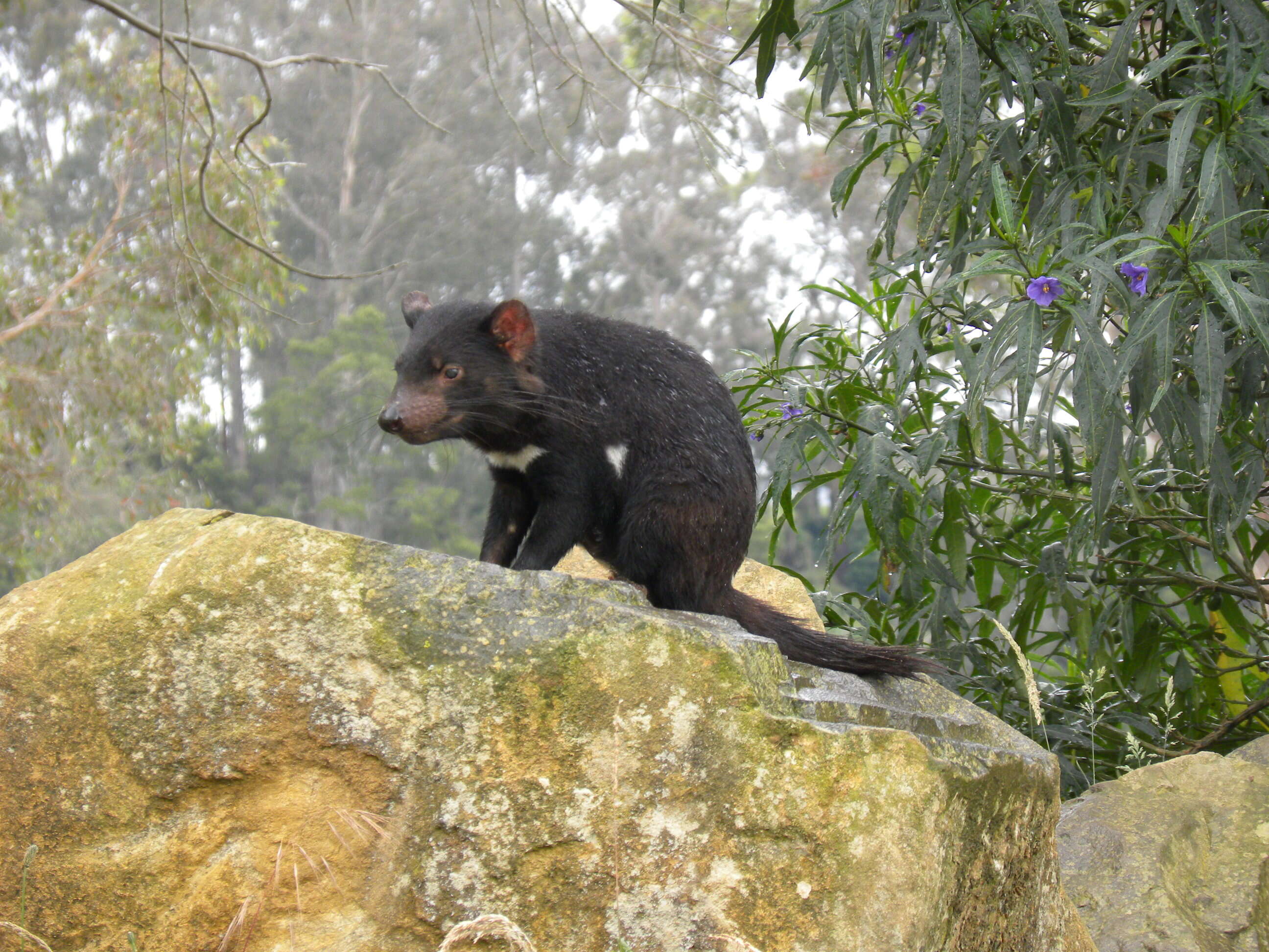 Слика од Sarcophilus F. G. Cuvier 1837