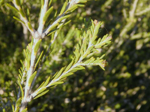 Sivun Melaleuca halmaturorum F. Müll. ex Miq. kuva