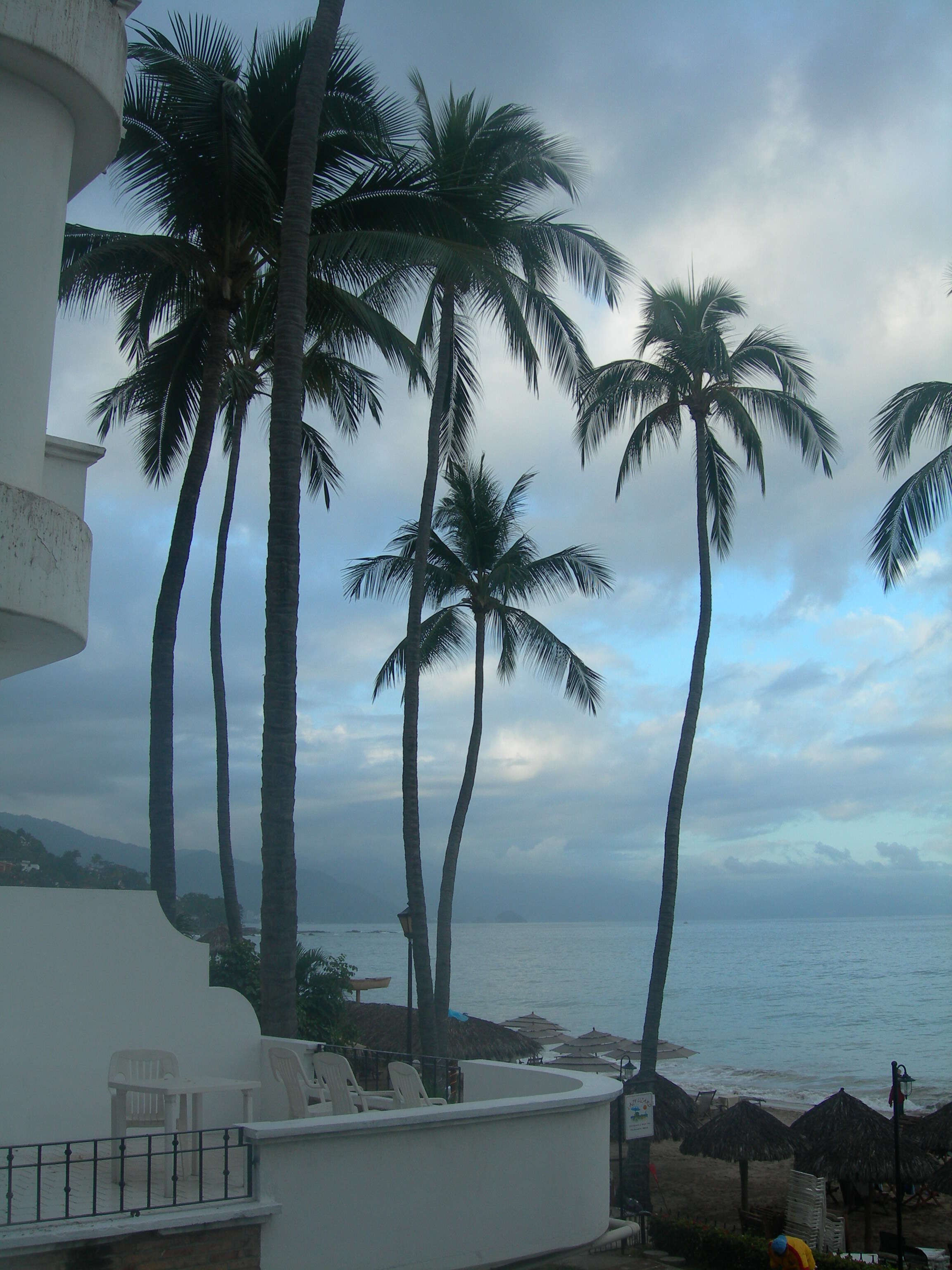 Image of coconut palm