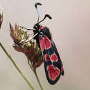 Image of Zygaena haberhaueri Lederer 1870