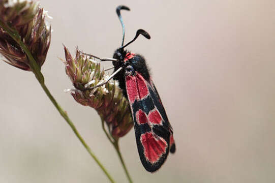 Image of Zygaena haberhaueri Lederer 1870