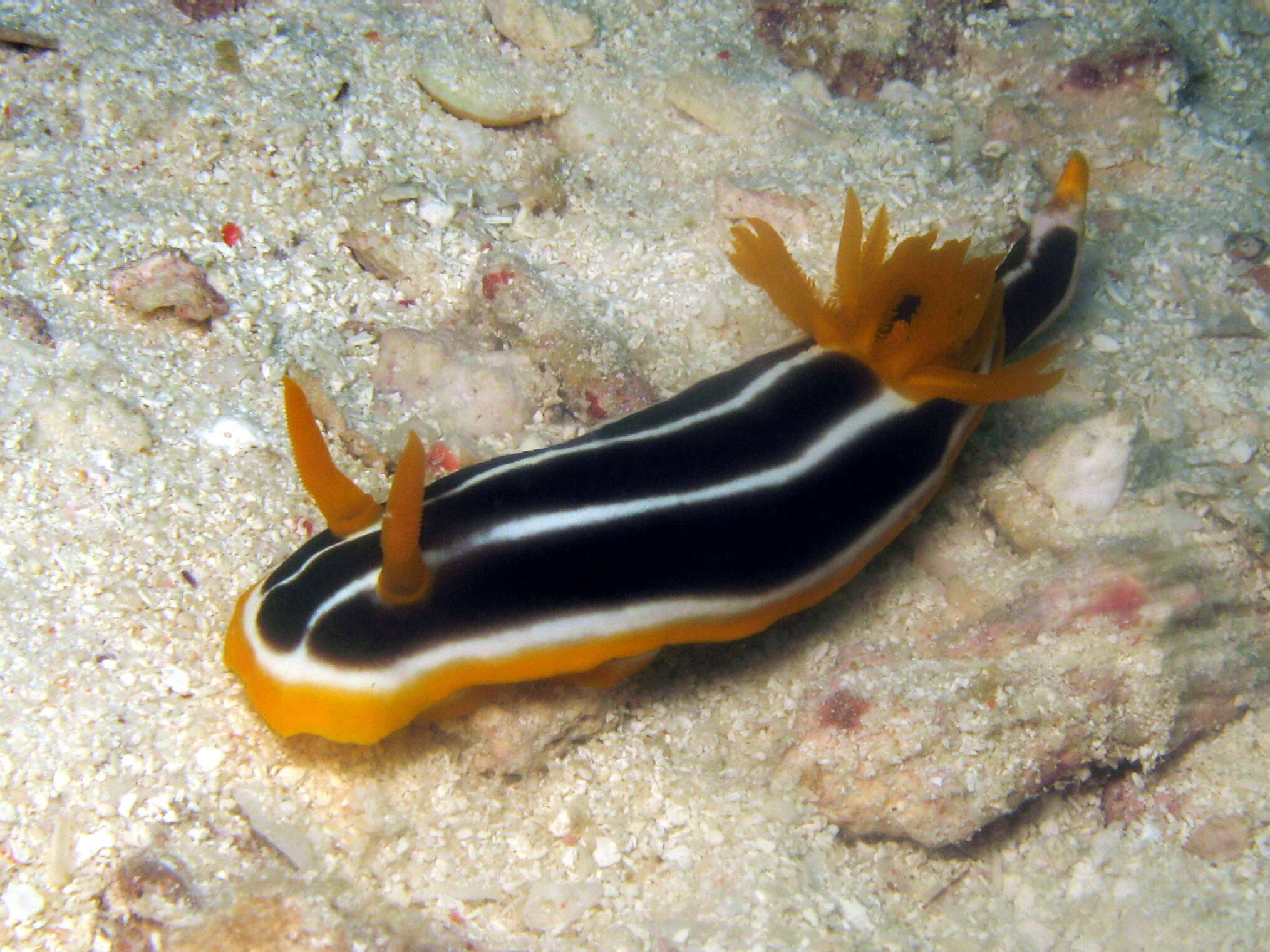 Image of Chromodoris africana Eliot 1904