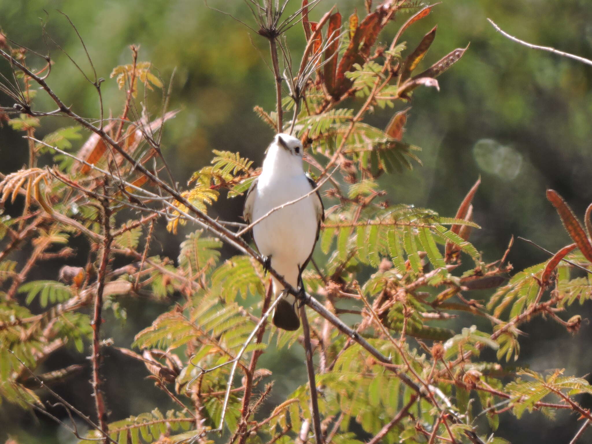 Image of White-rumped Monjita