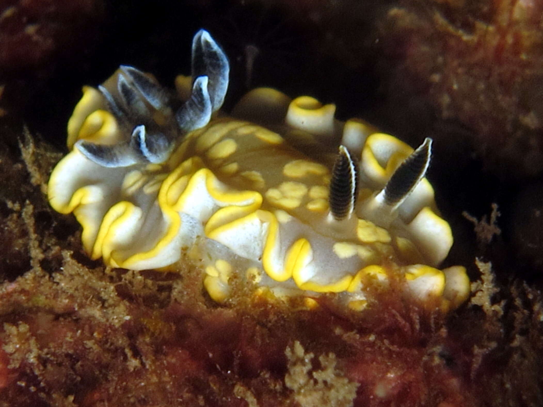 Image of Ardeadoris tomsmithi (Bertsch & Gosliner 1989)