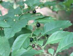 Image of Deadly Nightshade