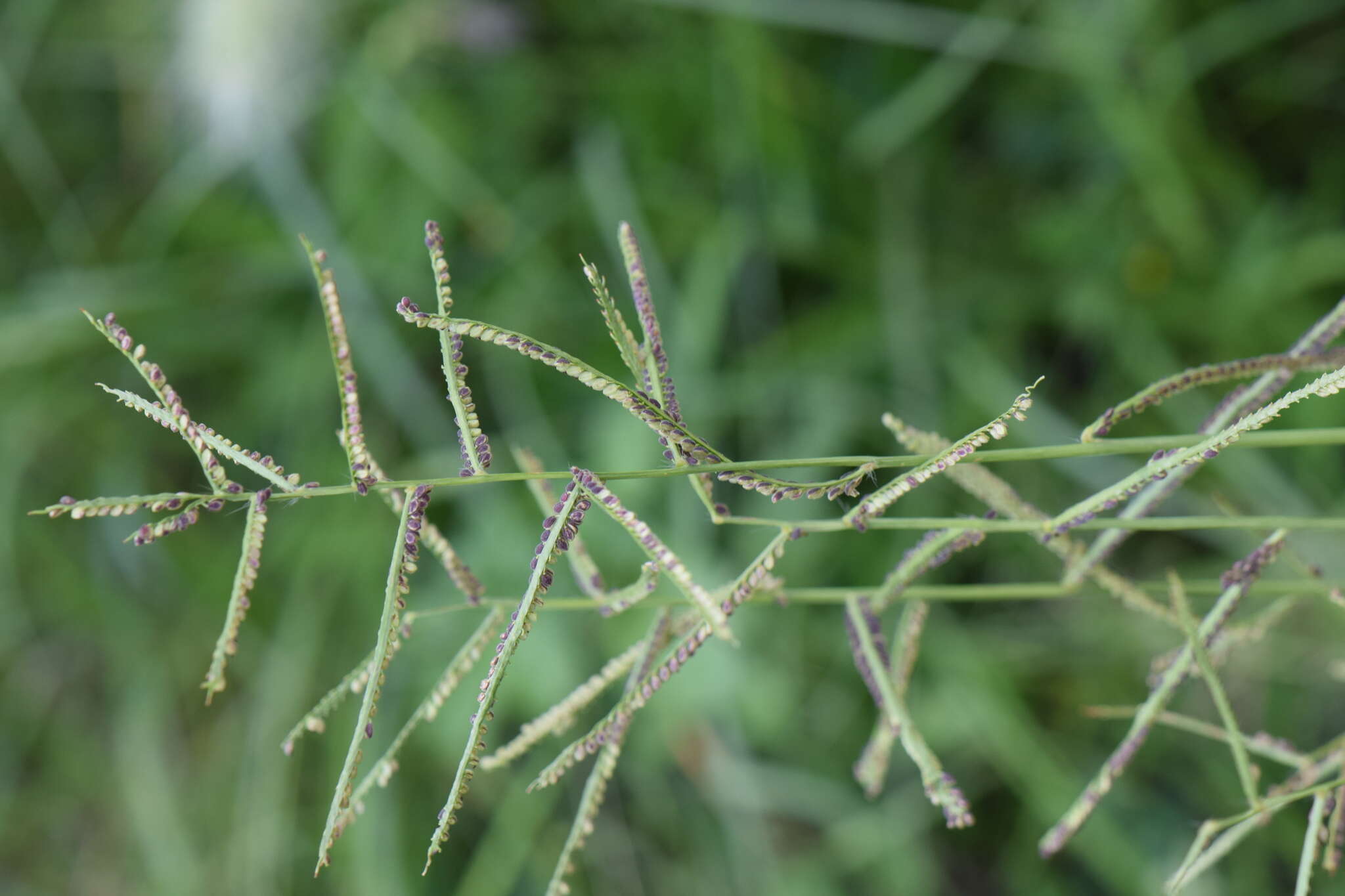 Image de Paspalum tenellum Willd.