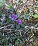 Image of dwarf ceanothus