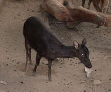 Image of Philippine Brown Deer