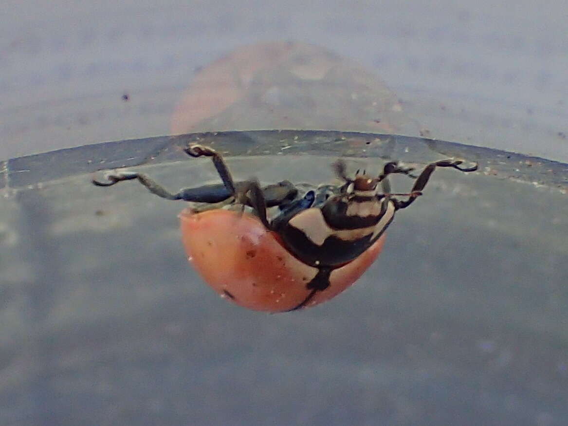 Sivun Coccinella novemnotata Herbst 1793 kuva