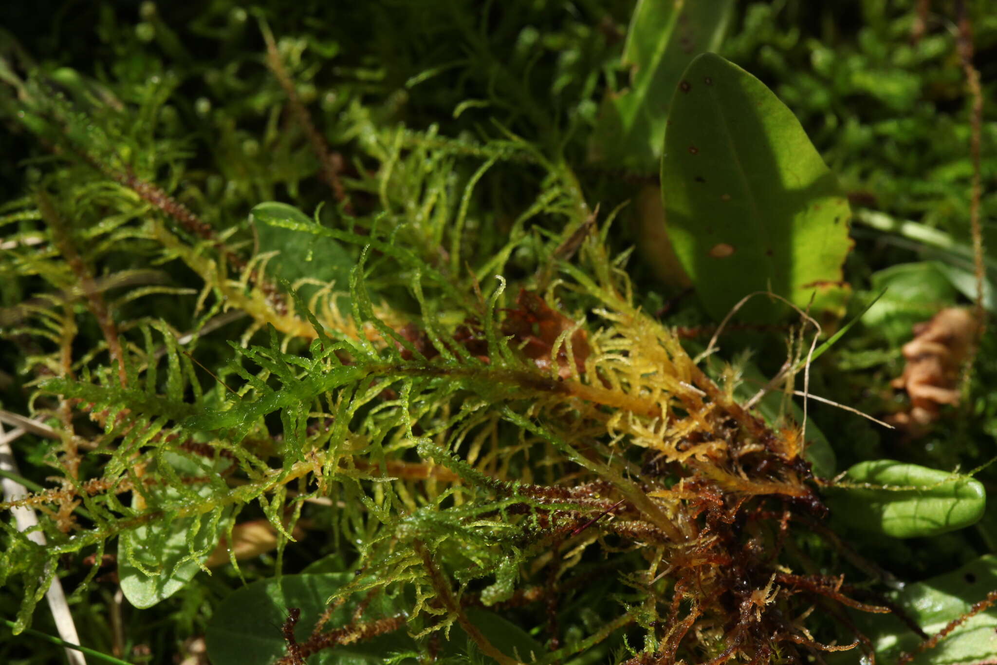 Image of helodium moss