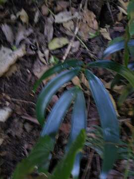 Image of Ceratozamia fuscoviridis W. Bull