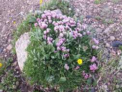 Image of dwarf clover