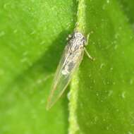 Image of Potato Psyllid