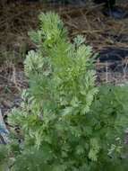 Image of coriander