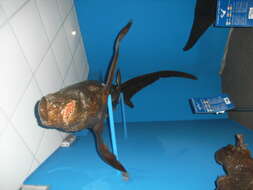 Image of Bigeye Thresher Shark