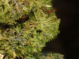 Image of anacamptodon moss