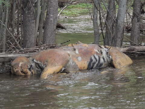 Image of Amur Tiger