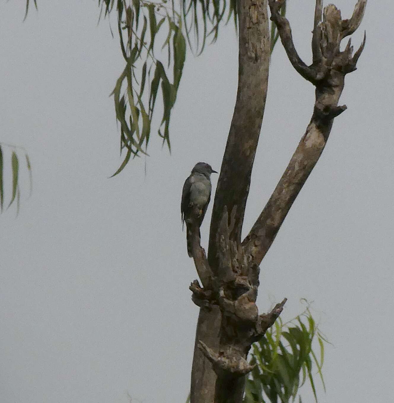 Image of Grey-bellied Cuckoo