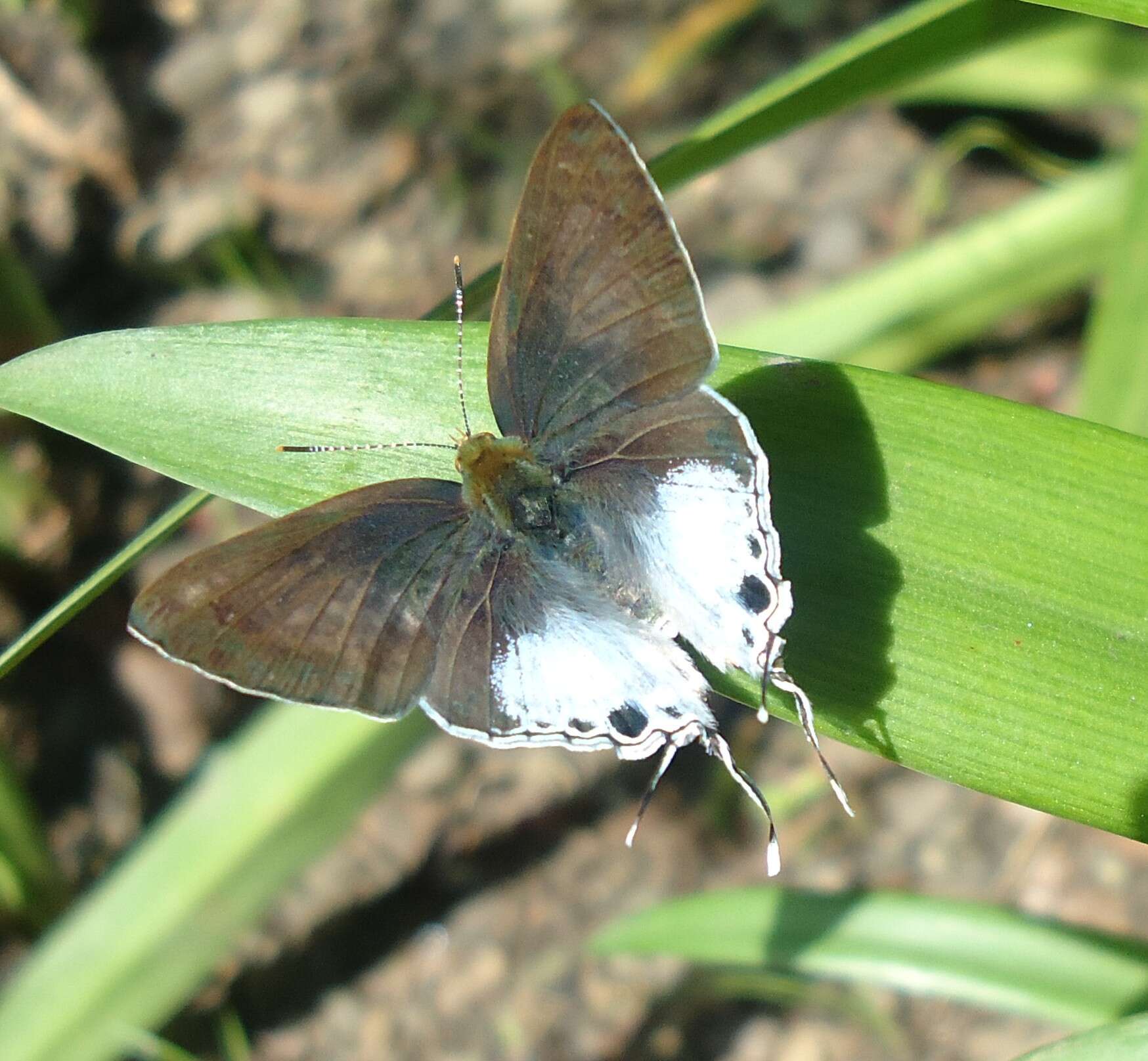 Image of Hypolycaena sipylus Felder 1860