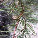 Image of Hakea mitchellii Meissn.