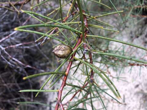 Image de Hakea mitchellii Meissn.